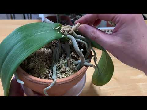 蘭竹デンドロビウム水やり土壌浸漬水栓有害