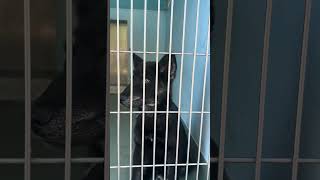 Video preview image #1 German Shepherd Dog-Unknown Mix Puppy For Sale in Pasadena, CA, USA
