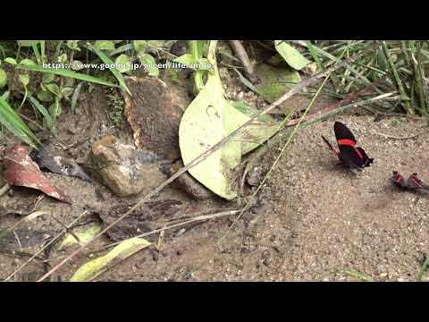 ニジイロシジミタテハの飛翔　Ancyluris sp.