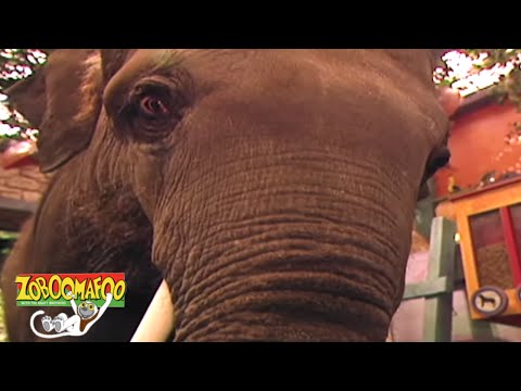 Zoboomafoo 101 - The Nose Knows | HD | Full Episode👃🐽