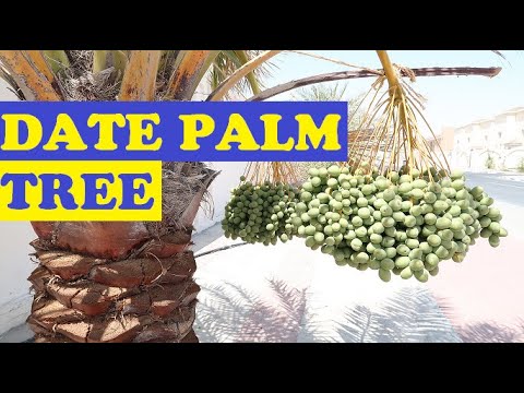 image-What are the different types of palm trees in Arizona?