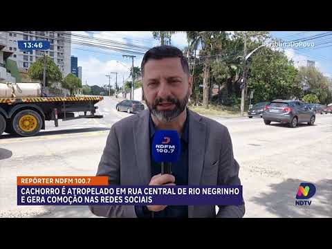 Cachorro é atropelado em rua central de Rio Negrinho e gera grande comoção