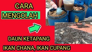 Download lagu cara mengolah daun Ketapang untuk ikan cupang || daun Ketapang kering hitam pekat mp3