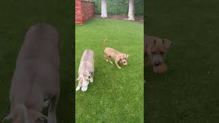 Video preview image #1 American Pit Bull Terrier Puppy For Sale in Berkeley, CA, USA