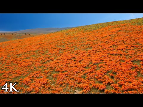 SUPERBLOOM SOARING [4K] 1HR Aerial Nature Relaxation™ Film + Soothing Hang Drum Vocal Music