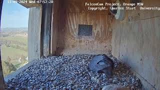 FalconCam Project 11.09.2024 07:56