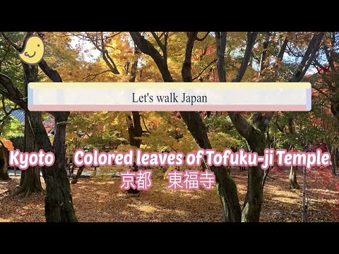 Let's  walk Japan  Kyoto    Colored leaves of   Tofuku-ji Temple    Colored leaves are beautiful