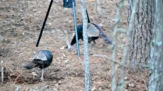 preview picture of video 'Wild Turkey Hens'
