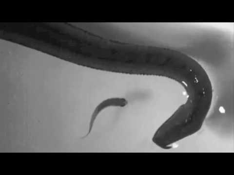 When Tentacled Snakes Attack Smithsonian Magazine