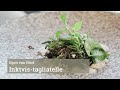 Inktvis tagliatelle
