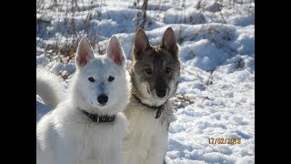 КАЮР ЗА МНОЙ /ДЕВКИ ДОМА /