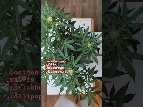 Dosidos Auto ✂️ Tag 39 – Lollipopping & Entlaubung #Shorts #YouTubeShorts