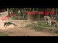 Fake Tiger Prank To Dog Try Not Laugh Challenge Very Funny In 2021