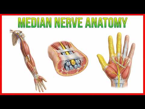 Median Nerve Anatomy - Origin, Course, Branches and Clinical anatomy