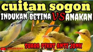 Download lagu CUITAN SOGON BETINA VS ANAKAN? SUARA PIKAT BURUNG SOGON PALING AMPUH #sogonbetina #birds #suarasogon mp3