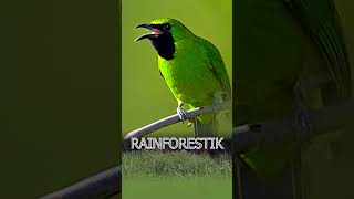 Download lagu CUCAK IJO #birds #birdsong #birdsounds #cucakijoemositinggi #masteran #muraibatu #cucakijo mp3 Download lagu CUCAK IJO #birds #birdsong #birdsounds #cucakijoemositinggi #masteran #muraibatu #cucakijo mp3