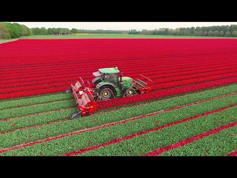 Topping Tulips | John Deere 6R on Soucy Tracks | JVS triple topper | DJ Visser bloemen Holland