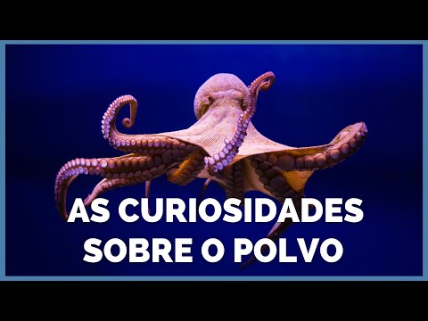 CURIOSITIES ABOUT THE OCTOPUS [DID YOU KNOW] CLICK PLANET EARTH