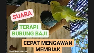 Download lagu TERAPI SUARA BURUNG BAJI PARKIT AGAR CEPAT MEMBIAK mp3