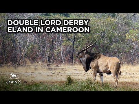 John X Safaris | Double Lord Derby Eland in Cameroon