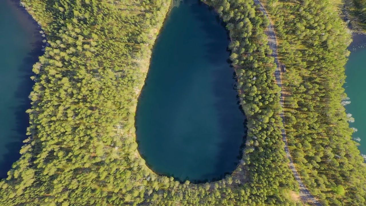 15 Unbelievable Looking TREES