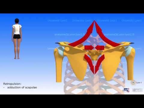 Deteriorarea mușchiului de rotație a articulației umărului