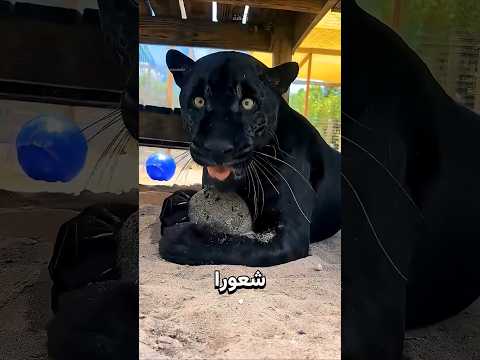 أغرب نبتة تُفقد القطط عقولها! 😳