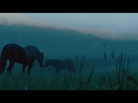 Michael Murphey - Wildfire