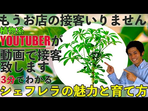 シェフレラ、ラディアント アラリア 植物