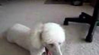 (3) owner shocked of poodle's haircut