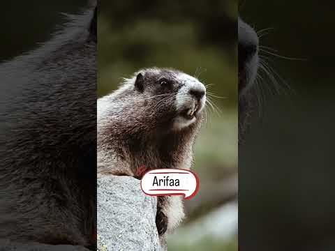 my love Arifa❤😍