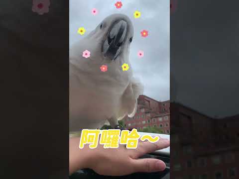 Parrot Ran Away From Home😱