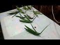 Gas Foring তৈরি কি ভাবে ঘাস ফড়িং বানাবেন না�