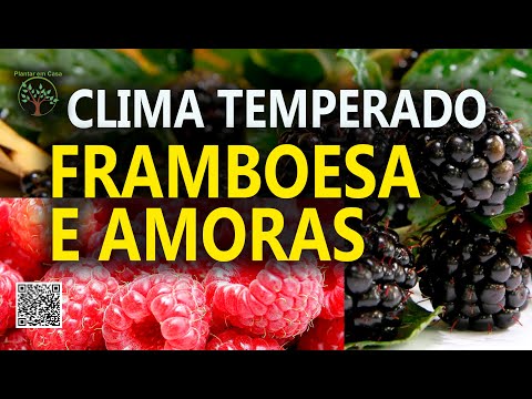 , title : 'Framboesa e Amoras, Cultivo e Produção com Clima Temperado no Entre Vilas de São Bento do Sapucaí'