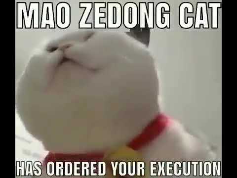 Mao zedong cat