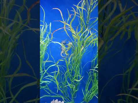 Mating Dance of the seahorse part 1