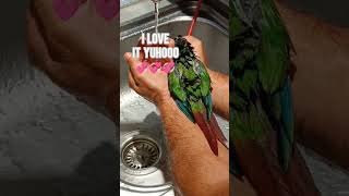 This parrot just loves his showers 😂 #shorts #conure #parrot #greencheek #greencheekedconure