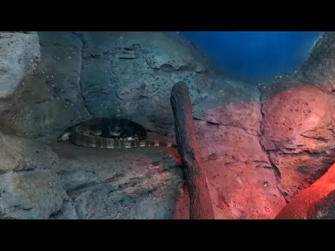 Snakes Scorpions Tarantulas Video