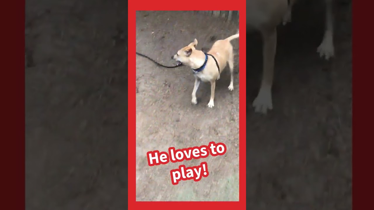 Enlarge Isaac, a Adoptable mixed breed in Kennesaw, GA video 6/6