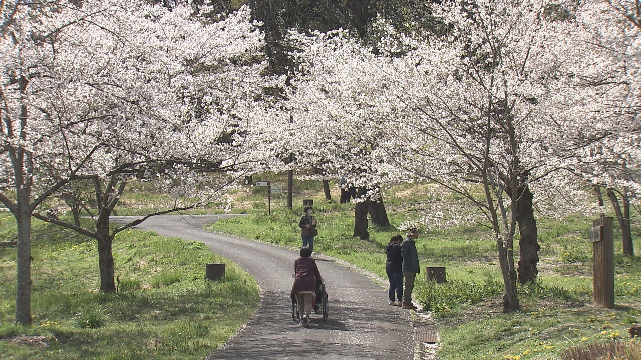 国営武蔵丘陵森林公園　ソメイヨシノ見頃／埼玉県