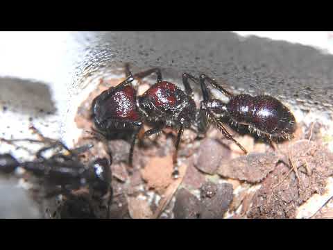#Paraponera clavata first video (14/01/2023)