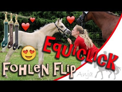 Fohlen Flip und der Equiclick®