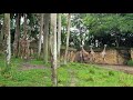 Safari Ride Part 1