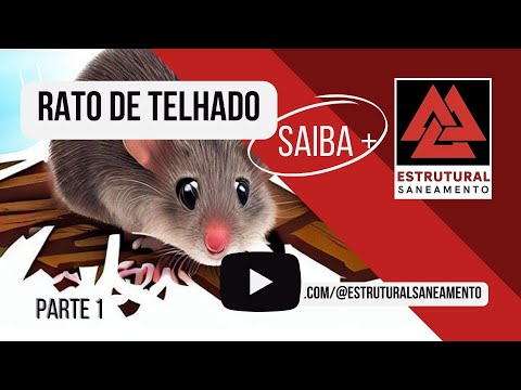 Rato de telhado - Saiba mais! Parte 1