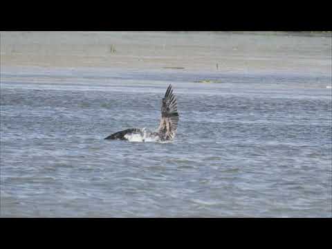 Havørn fanger stor fisk