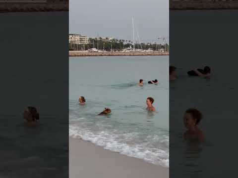 French bulldog swimming at a beach in Cannes 🤩