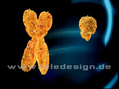 ZIZ 001 XY Chromosom  - SD PAL/ ZIZ 001  Chromosome XY  - SD PAL