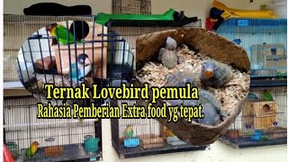 Download lagu Ternak Lovebird Pemula Tetep Lancar || Rahasia Pemberian Extra food yg Tepat. mp3