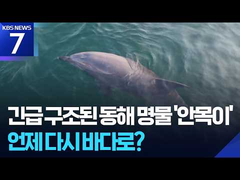 강릉의 명물 ‘안목이’ 긴급 구조…건강 상태는? / KBS 2026.07.15.