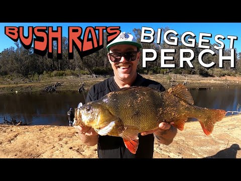 BIGGEST PERCH!!! | Tony gets a NEW PB Redfin Perch | Fishing with the Rowes